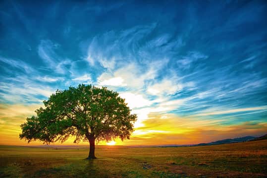 The Low-Maintenance Landscape: Choosing Native Trees for Your Yard